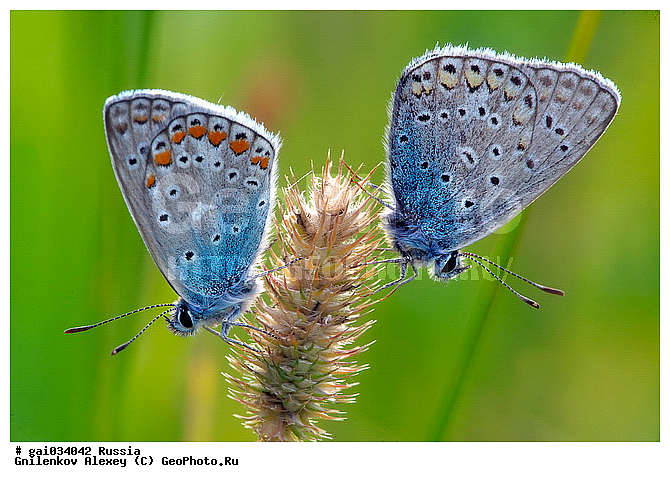 �������, ��������������, ����, ��������, ���������, ����, �����������, ��������������, �������������, ��������������