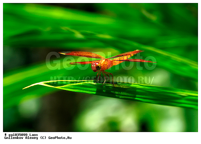 ����, ��������, ���������, ��������, ��������������, �������������, ��������������