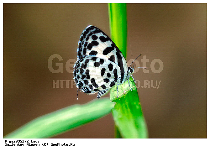 ����, �������, ��������, ���������, �����������, ��������������, �������������, ��������������