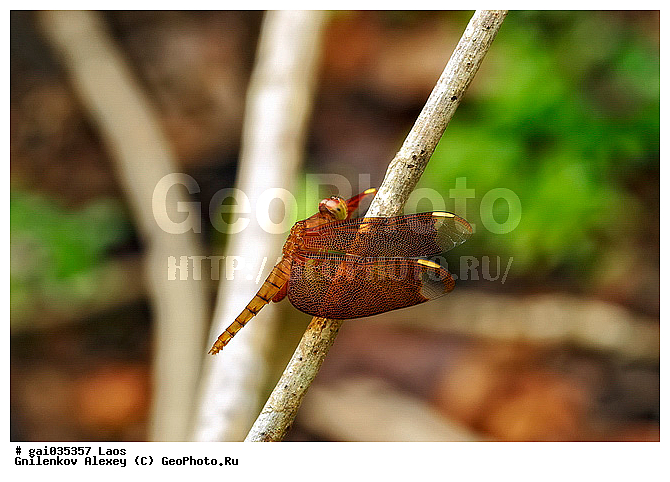 ����, ��������, ���������, ��������, ��������������, �������������, ��������, ��������, ���������, ���������, �����������, ��������, ��������, XYZ, ��������, ��������� ��������, Libellulidae, ����������-���������� ��������, ���������� �������, Neurothemis fulvia, ��������������