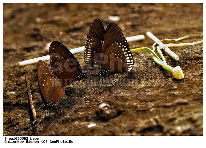 ����, �������, ��������, ���������, �����������, ��������������, �������������, ��������������