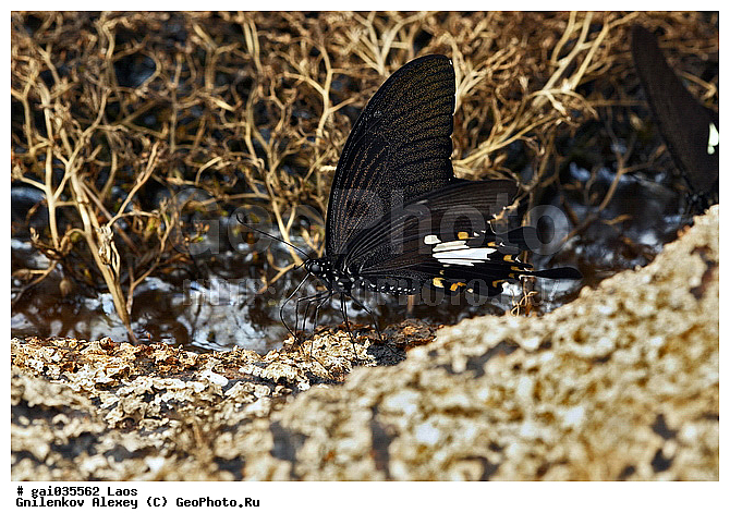 ����, �������, ��������, ���������, �����������, ��������������, �������������, ��������������