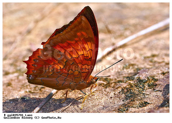 ����, �������, ��������, ���������, �����������, ��������������, �������������, ��������������