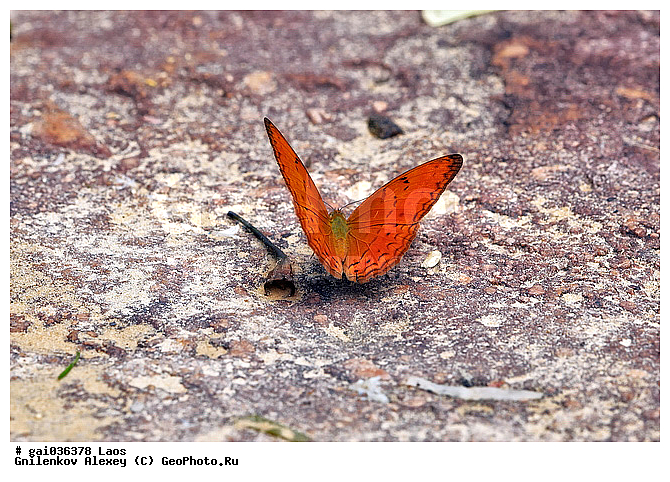 ����, �������, ��������, ���������, �����������, ��������������, �������������, ��������������