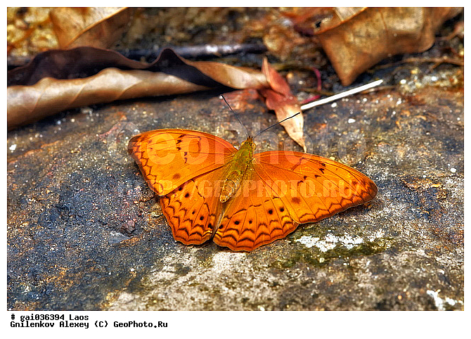 ����, �������, ��������, ���������, �����������, ��������������, �������������, ��������������