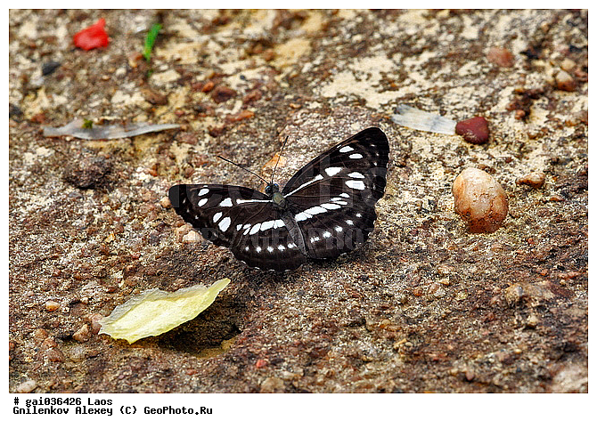 ����, �������, ��������, ���������, �����������, ��������������, �������������, ��������������