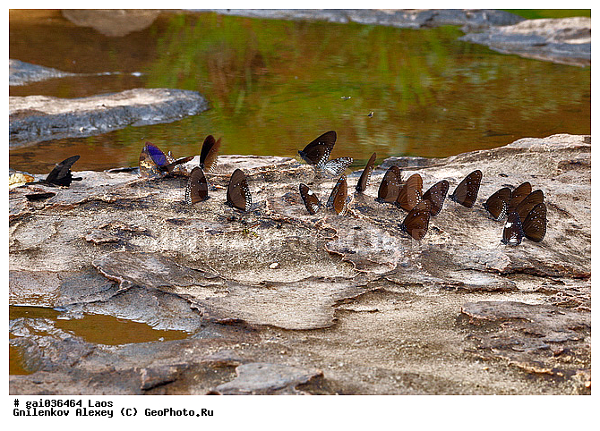 BLUE SPOTTED CROW (EUPLOEA MIDAMUS), ����, �������, ��������, ���������, �����������, ��������������, �������������, ��������������