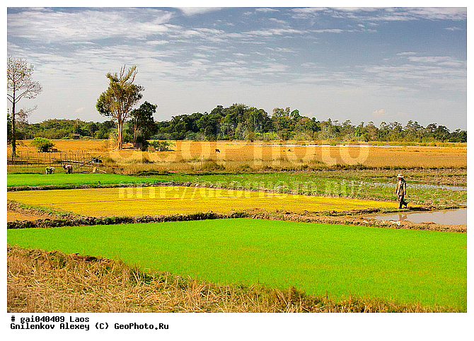 ����, ����, ���, ������� ����