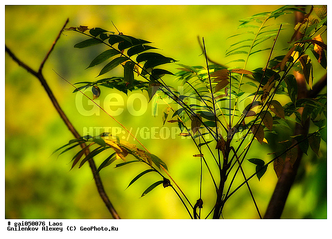 ����, �������, ������