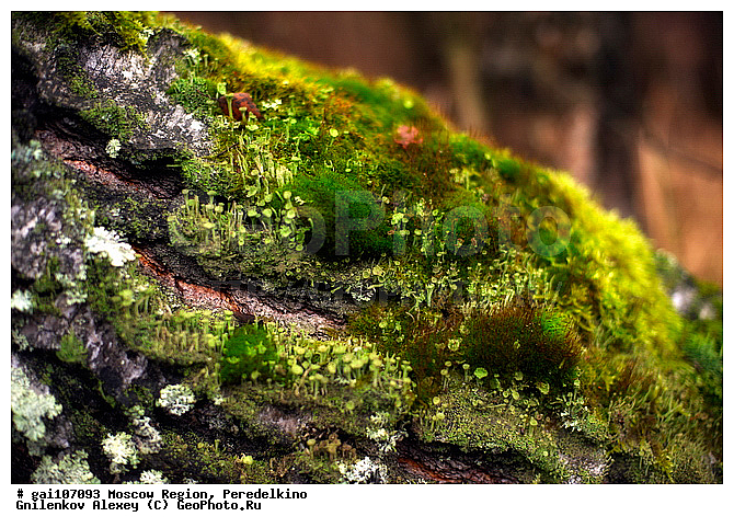 �����������, ���