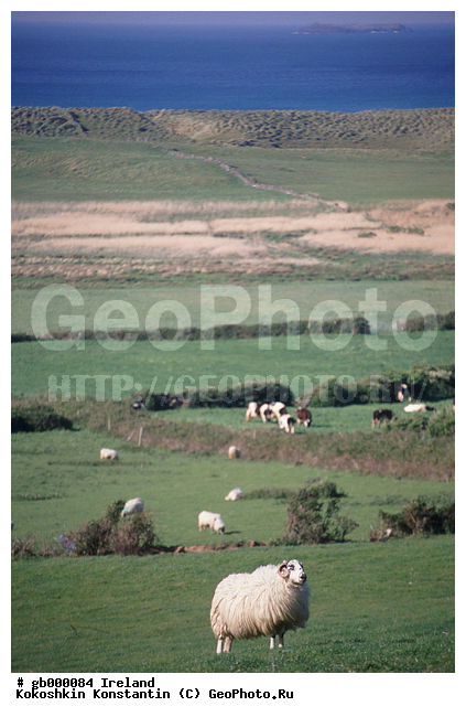 ��������, ������, ��������, ��������, �������������, �������������, �����, �����, XYZ, ���������, Bovidae, �������� ����, Ovis aries