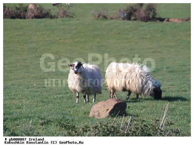 ��������, ������, ��������, ��������, �������������, �������������, �����, �����, XYZ, ���������, Bovidae, �������� ����, Ovis aries