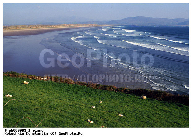 ����, ��������� �����, ��������, ��������, �������������, �������������, �����, �����, XYZ, ���������, Bovidae, �������� ����, Ovis aries