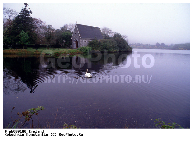 ��������, ������, ��������, ��������, ��������, �����������, �����������������, ������������� �����, ������������� �����, XYZ, ������, Anatidae, ������-�����, Cygnus olor