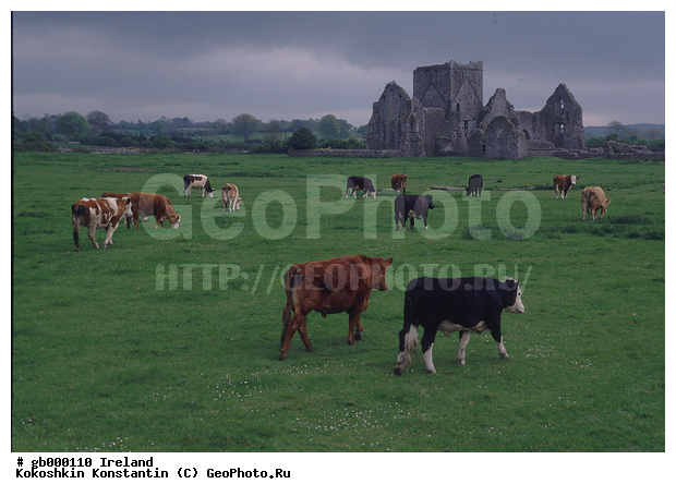 �����, ��������, ��������, ��������, �������������, �������������, �����, �����, XYZ, ���������, Bovidae, ������, ���, ���, Bos taurus taurus