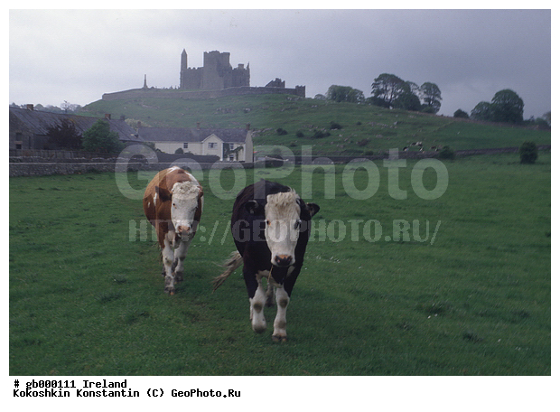 �����, ��������, ��������, ��������, �������������, �������������, �����, �����, XYZ, ���������, Bovidae, ������, ���, ���, Bos taurus taurus