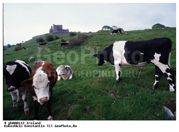 �����, ��������, ��������, ��������, �������������, �������������, �����, �����, XYZ, ���������, Bovidae, ������, ���, ���, Bos taurus taurus