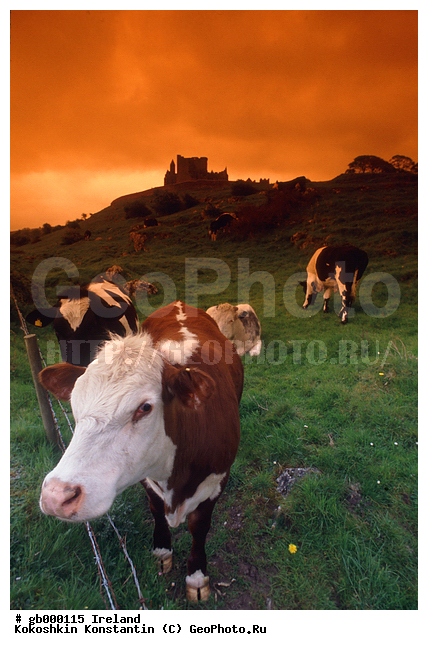 �����, ��������, ��������, ��������, �������������, �������������, �����, �����, XYZ, ���������, Bovidae, ������, ���, ���, Bos taurus taurus