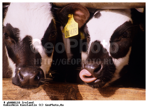 ����������� �����, ��������, ��������, ��������, �������������, �������������, �����, �����, XYZ, ���������, Bovidae, ������, ���, ���, Bos taurus taurus