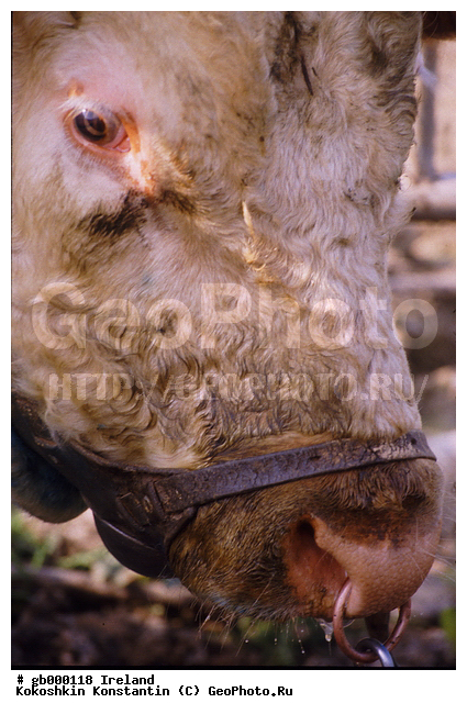 ����������� �����, ��������, ��������, ��������, �������������, �������������, �����, �����, XYZ, ���������, Bovidae, ������, ���, ���, Bos taurus taurus