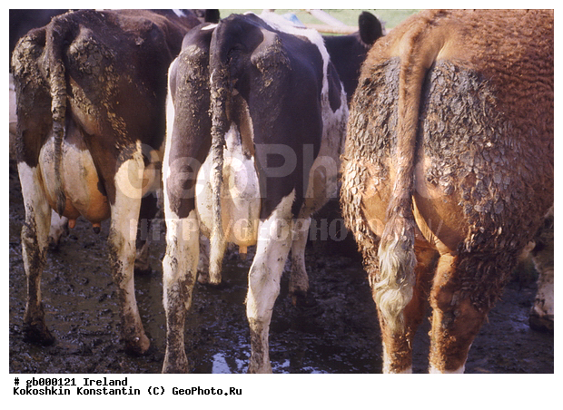 ����������� �����, ��������, ��������, ��������, �������������, �������������, �����, �����, XYZ, ���������, Bovidae, ������, ���, ���, Bos taurus taurus