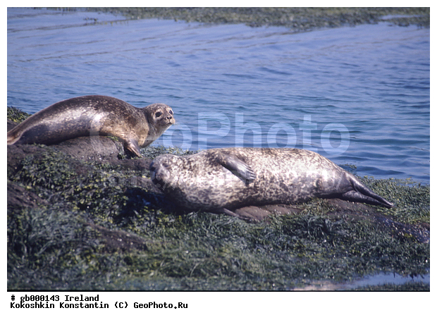 ��������, ������ �� ������ ����