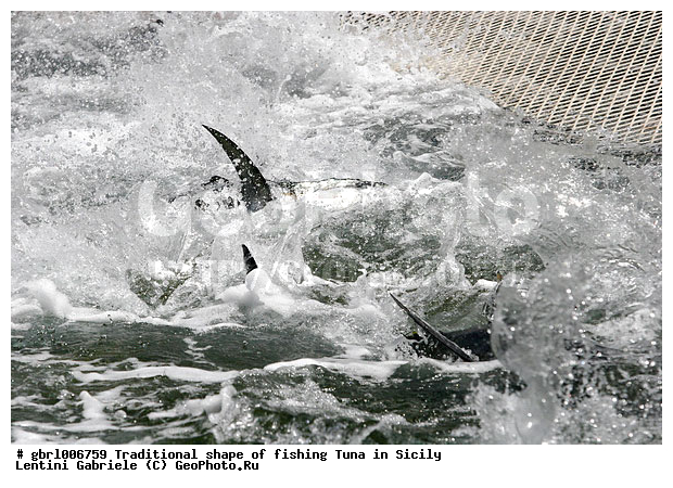 la mattanza, ����������� ����, �����, ������, ����, ��������, ������ �����, ���������� ����, ���������� ������, ����, ����, �����������, �����