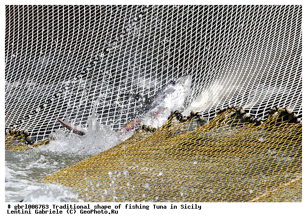 la mattanza, ����������� ����, �����, ������, ����, ��������, ������ �����, ���������� ����, ���������� ������, ����, ����, �����������, �����