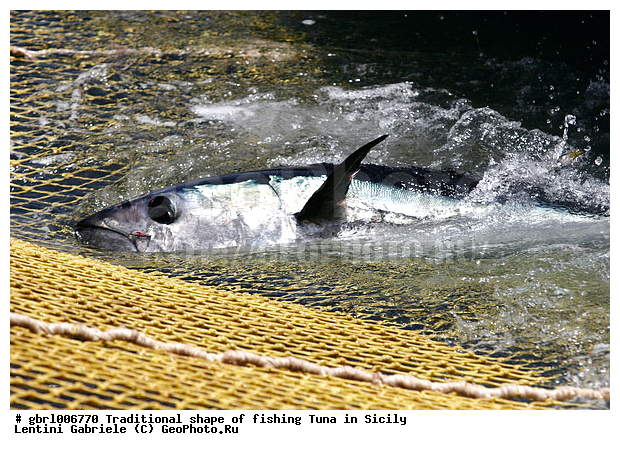 la mattanza, ����������� ����, �����, ������, ����, ��������, ������ �����, ���������� ����, ���������� ������, ����, ����, �����������, �����