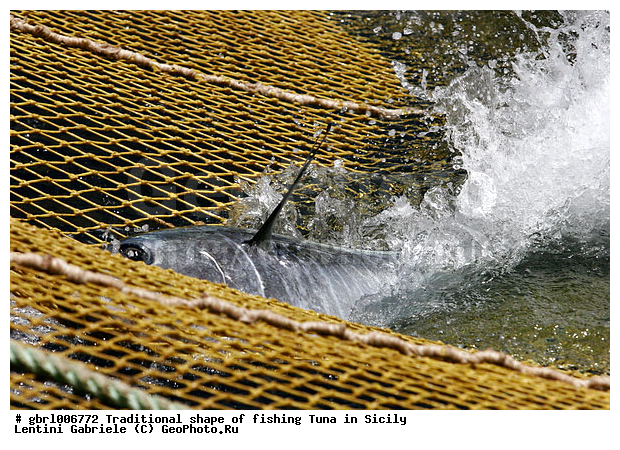 la mattanza, ����������� ����, �����, ������, ����, ��������, ������ �����, ���������� ����, ���������� ������, ����, ����, �����������, �����