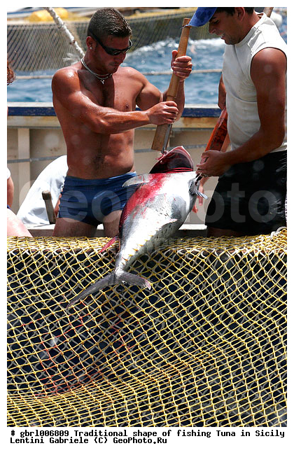 la mattanza, ����������� ����, �����, ������, ����, ��������, �����, ������ �����, ���������� ����, ���������� ������, ����, ����, �����������, �����, �������