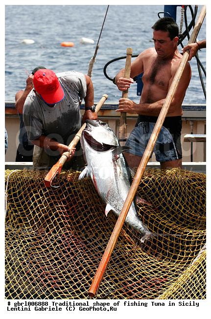 la mattanza, ����������� ����, �����, ������, ����, ��������, �����, ������ �����, ���������� ����, ���������� ������, ����, ����, �����������, �����, �������