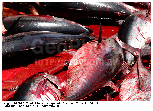 la mattanza, �����, �����, �������, �����, ������, ��������, ������ �����, ����, �����