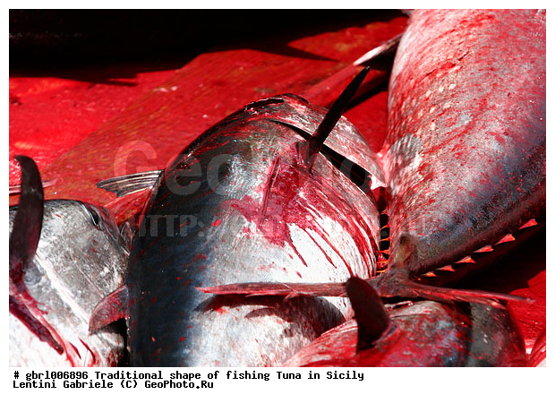 la mattanza, �����, �����, �������, �����, ������, ��������, ������ �����, ����, �����