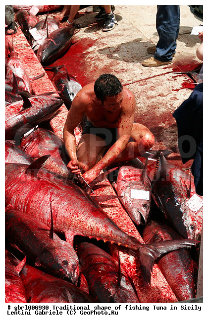 la mattanza, �����, �����, �������, �����, ������, ��������, �����, ������ �����, ����, �����, �������