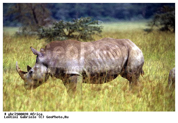 ������, �����, ������