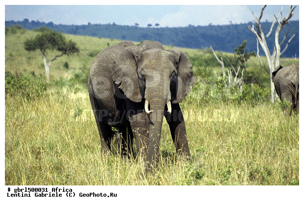 ������, �����, ������