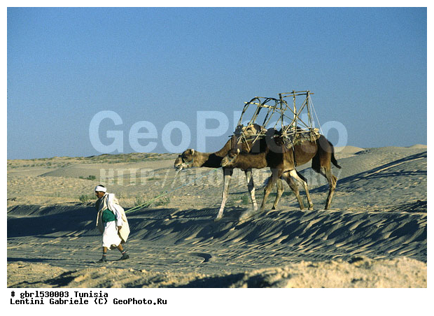 �����, ������