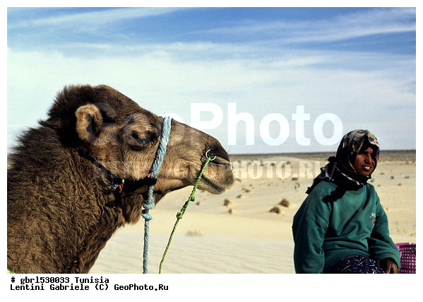 �����, ������