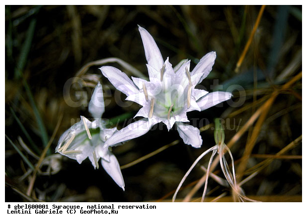 ������, ������������ ����, ��������