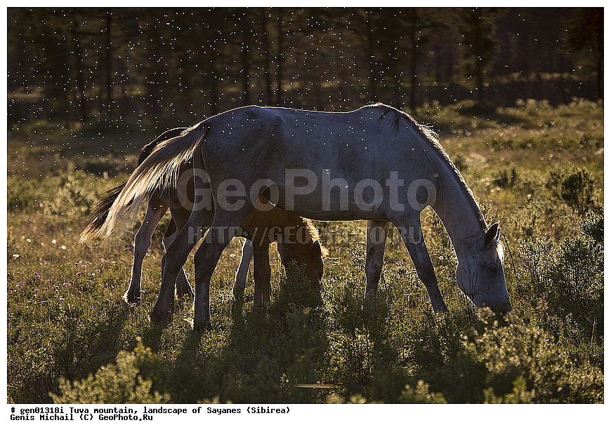 ������, �����, ����, ����, ����, ��������, ������, ������, ���������, ��, ��������, ��������, �������������, �������������, �����, �����, XYZ, ���������, Equidae, �������� ������, Equus ferus caballus