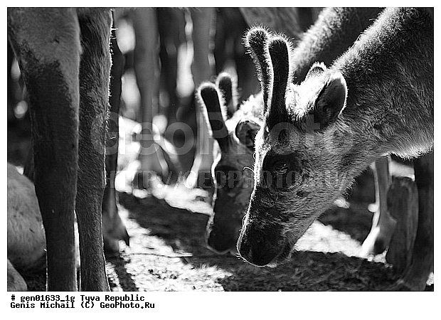 ������, ������, ����, ����, ��������, �����, �����, ���������� ����, ��������, �������� ����������, ��������, ��������, �������������, �������������, �����, �����, XYZ, ��������, ������, Cervidae, �������� �����, ������, Rangifer tarandus