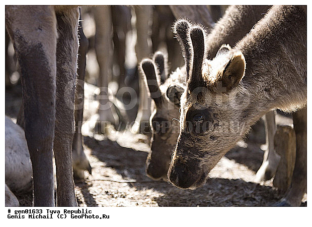 ������, ������, ����, ����, ��������, �����, �����, ���������� ����, ��������, �������� ����������, ��������, ��������, �������������, �������������, �����, �����, XYZ, ��������, ������, Cervidae, �������� �����, ������, Rangifer tarandus