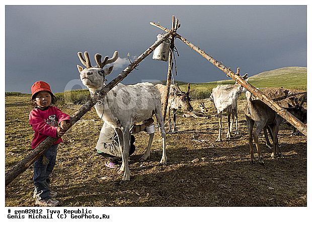 ������, ������, ����, ����, �����, �����, ����� ������, ��������, �����, �����, ���������� ����, ��������, �������� ����������, ��������, ��������, �������������, �������������, �����, �����, XYZ, ��������, ������, Cervidae, �������� �����, ������, Rangifer tarandus