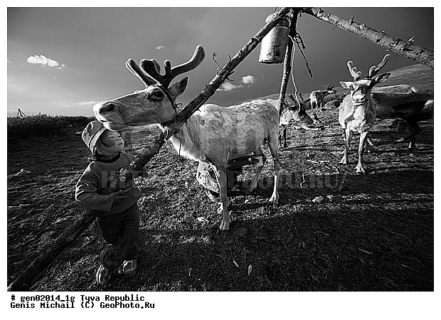 ������, ������, ����, ����, �����, �����, ����� ������, ��������, �����, �����, ���������� ����, ��������, �������� ����������, ��������, ��������, �������������, �������������, �����, �����, XYZ, ��������, ������, Cervidae, �������� �����, ������, Rangifer tarandus