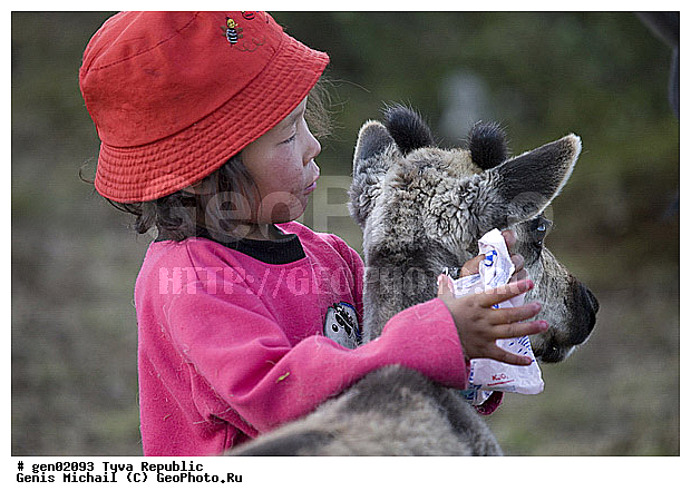 ������, ������, ����, ����, ������� �����, ����, ���� � �����, ��������, ��������, �����, �����, �������, ���������� ����, ��������, �������� ����������, �������, ��������, ��������, �������������, �������������, �����, �����, XYZ, ��������, ������, Cervidae, �������� �����, ������, Rangifer tarandus