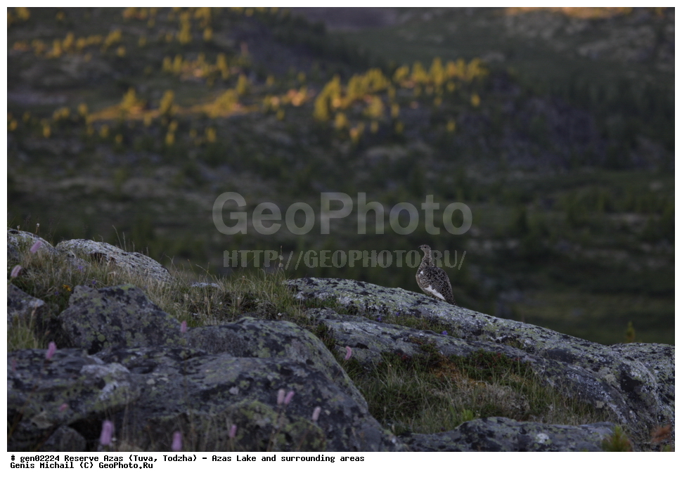  ���������, ����, ����, �����,  ����� ����, �����, �������� ����, ��������� ����, ��������, ��������, ��������, �����������, �����, �����, XYZ, �����������, Tetraonidae, ��������� ���������, ��������� ���������, Lagopus mutus, Lagopus muta