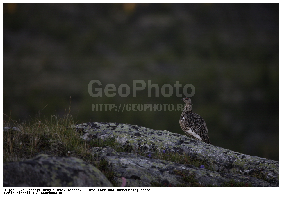  ���������, ����, ����, �����,  ����� ����, �����, �������� ����, ��������� ����, ��������, ��������, ��������, �����������, �����, �����, XYZ, �����������, Tetraonidae, ��������� ���������, ��������� ���������, Lagopus mutus, Lagopus muta