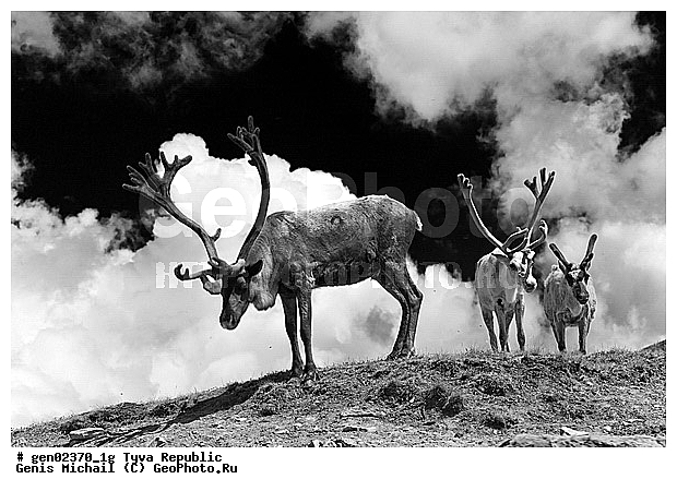 ������, ������, ����, ����, ��������, �����, �����, ���������� ����, ��������, �������� ����������, ��������, ��������, �������������, �������������, �����, �����, XYZ, ��������, ������, Cervidae, �������� �����, ������, Rangifer tarandus
