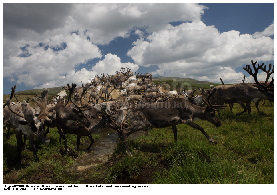  ���������, ����, ����, �����,  ����� ����, �����, �������� ����, ��������� ����, ��������, ��������, �������������, �������������, �����, �����, XYZ,��������, ������, Cervidae, �������� �����, ������, Rangifer tarandus